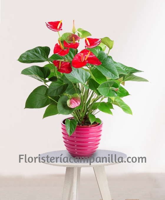 Planta de Anthurium