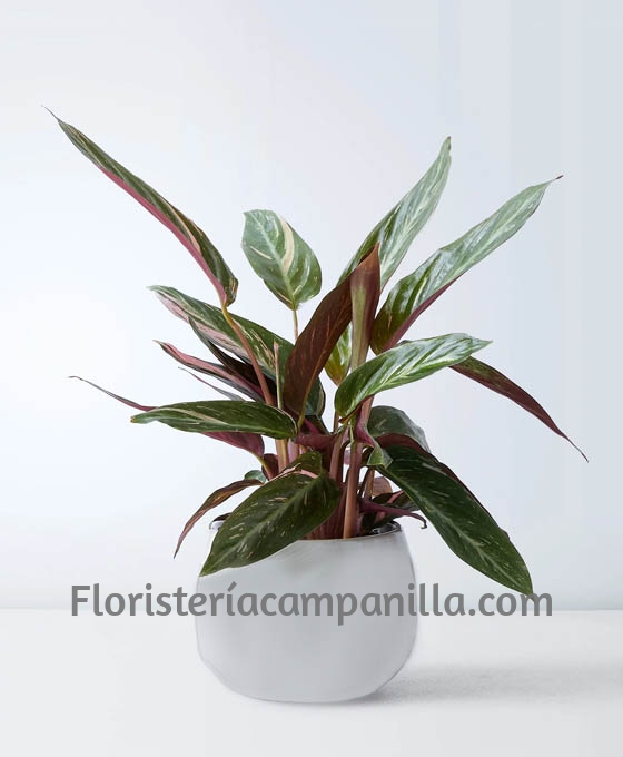 Planta Kalathea para Floristería Campanilla