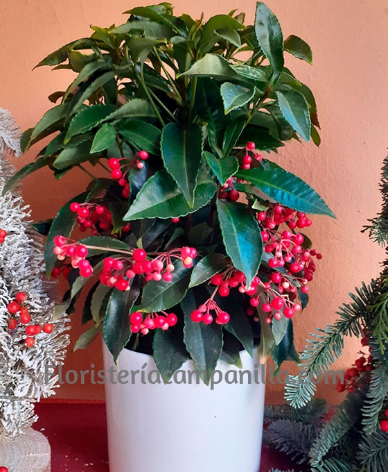 Planta Ardisia