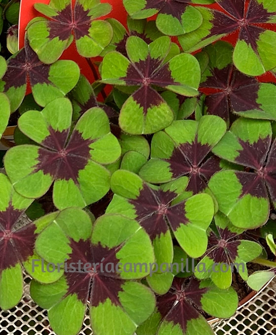 Maceta de Trébol 4 hojas de la Suerte