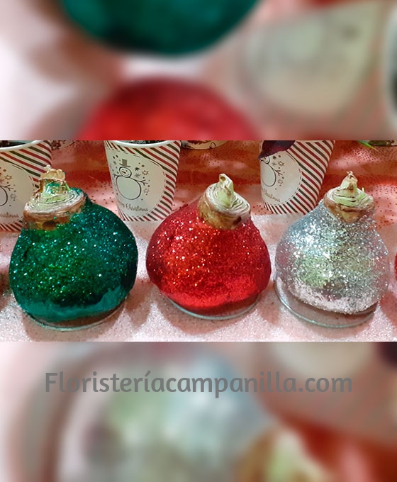 Alternative view of Bulbos Amaryllis Encerados