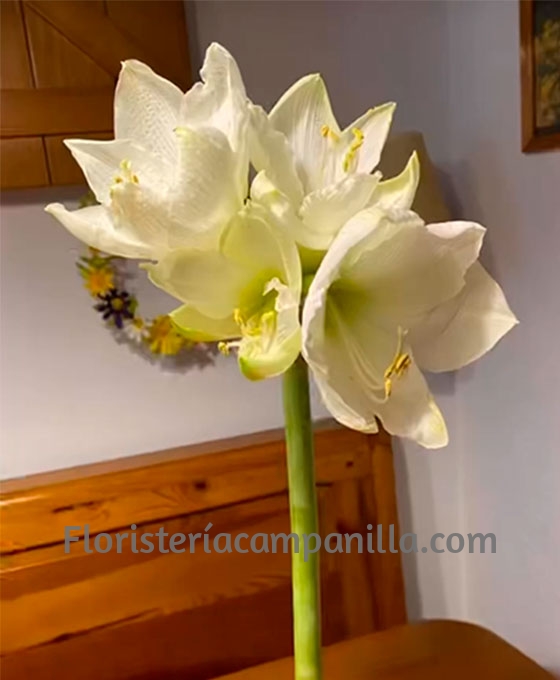 Bulbos Amaryllis Encerados