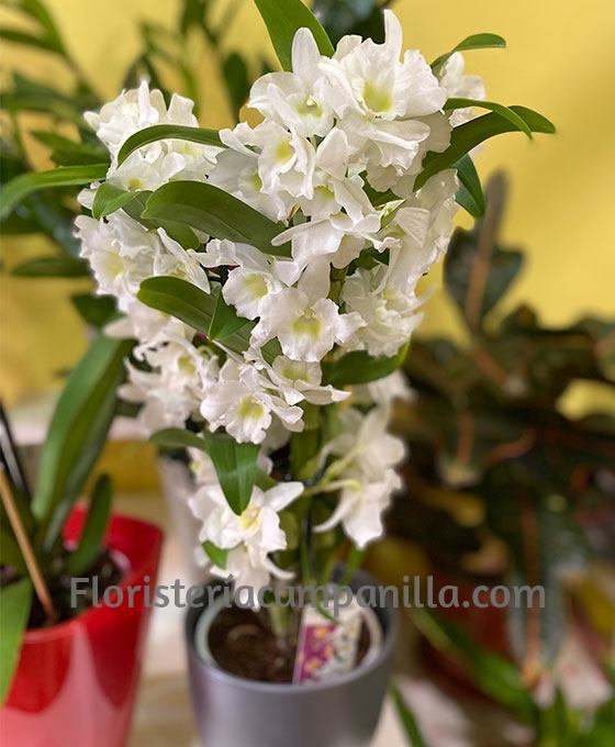 Orquídea Dendrobium blanco