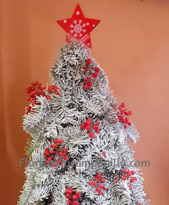 Alternative view of Abeto Artesano