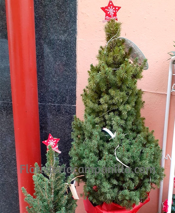 Pino Navidad con Adornos